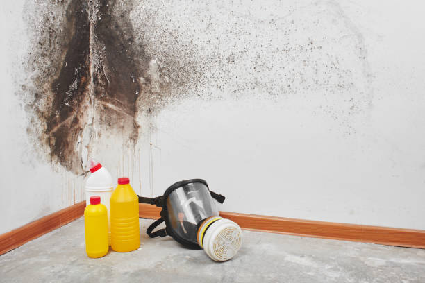 Best Black Mold Removal  in East Camden, SC