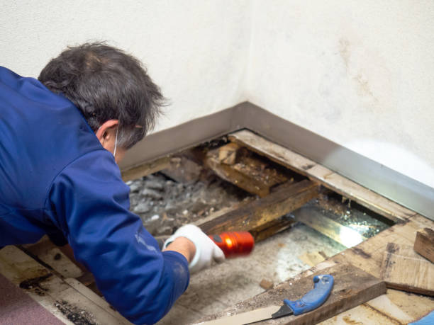 Best Same-Day Mold Removal  in East Camden, SC