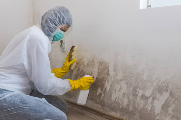 Best Attic Mold Removal  in East Camden, SC