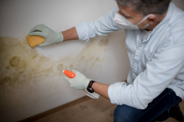 Best Toxic Mold Removal  in East Camden, SC