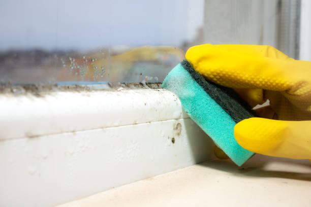 Best Affordable Mold Removal  in East Camden, SC