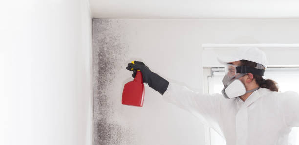 Best Professional Mold Removal  in East Camden, SC