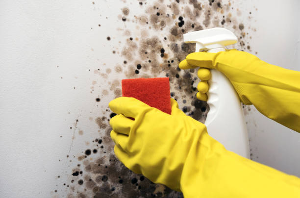 Best Crawl Space Mold Removal  in East Camden, SC